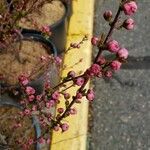 Prunus glandulosa Blomst