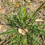 Lactuca graminifolia Листок