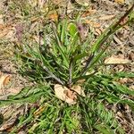 Lactuca graminifolia Fuelha