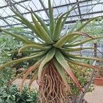 Aloe africana Folha