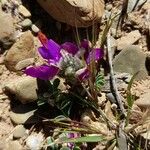Dalea boliviana Floare
