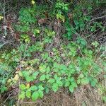 Rubus questieri Habitat