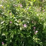 Epilobium hirsutumFlor