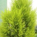 Hesperocyparis macrocarpa Blad