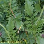 Scabiosa velenovskiana