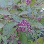 Callicarpa bodinieriOwoc