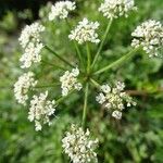 Oenanthe crocata 花