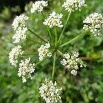 Oenanthe crocata Blüte