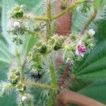 Miconia lacera Fruit