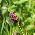 Ophrys holosericeaÕis