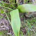 Scilla verna Leaf