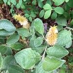 Salix laggeri Blüte