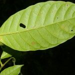 Coccoloba acuminata Leaf