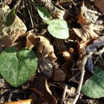 Cyclamen purpurascens Ліст