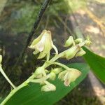 Polystachya odorata Flower