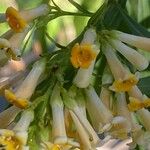 Freylinia lanceolata Flor