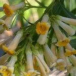 Freylinia lanceolata Flower