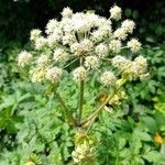 Angelica sylvestris ᱵᱟᱦᱟ