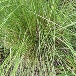 Muhlenbergia capillaris পাতা