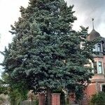 Cupressus arizonica Характер