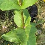 Silphium perfoliatumHostoa