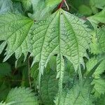 Boehmeria platanifolia Leaf