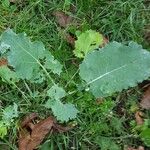 Brassica napusLeaf