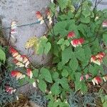 Mina lobata Habit