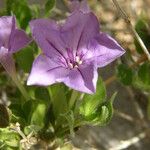 Ruellia parryi Flower