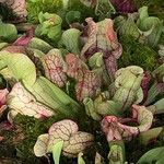 Sarracenia purpurea Lehti