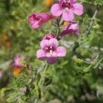 Penstemon parryi फूल