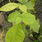 Aegle marmelos Hoja