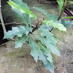 Acanthus ilicifolius Leaf