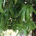 Podocarpus neriifolius Leaf