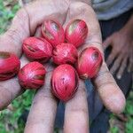 Myristica fragrans Fruit