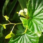 Begonia hirtella Fleur