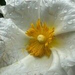 Cistus ladanifer Цветок