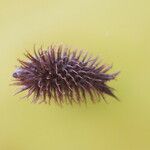 Xanthium orientale Plod