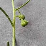 Artemisia abrotanum Flower