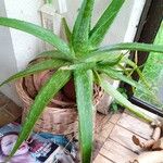 Aloe vera Fulla