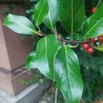 Ilex aquifoliumLeaf