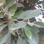 Ficus retusa Листок