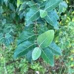 Elaeagnus umbellata葉