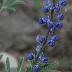 Lupinus meionanthus ᱵᱟᱦᱟ