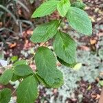 Sida rhombifolia Feuille