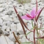 Epilobium dodonaei Φρούτο