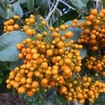 Auranticarpa rhombifolia Fruto