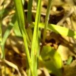 Bromus rubens Leaf