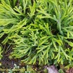 Lycopodium × zeilleri Elinympäristö