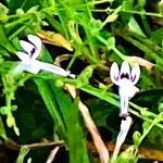 Andrographis paniculata Flower